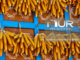 Corn is hanging outside a home in the Sainji Village (Corn Village) in Mussoorie, Uttarakhand, India, on April 18, 2024. This village is fam...