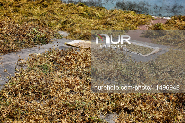 Recently harvested peas and grains are drying outside a home in the Sainji Village (Corn Village) in Mussoorie, Uttarakhand, India, on April...