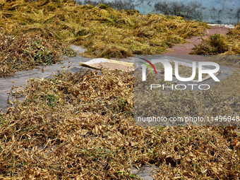 Recently harvested peas and grains are drying outside a home in the Sainji Village (Corn Village) in Mussoorie, Uttarakhand, India, on April...