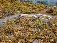 Recently harvested peas and grains are drying outside a home in the Sainji Village (Corn Village) in Mussoorie, Uttarakhand, India, on April...