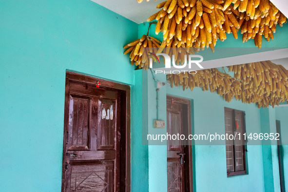 Corn is hanging outside a home in the Sainji Village (Corn Village) in Mussoorie, Uttarakhand, India, on April 18, 2024. This village is fam...