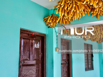 Corn is hanging outside a home in the Sainji Village (Corn Village) in Mussoorie, Uttarakhand, India, on April 18, 2024. This village is fam...