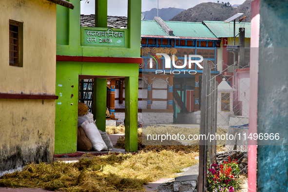 Peas are drying outside a home in the Sainji Village (Corn Village) in Mussoorie, Uttarakhand, India, on April 18, 2024. This village is fam...