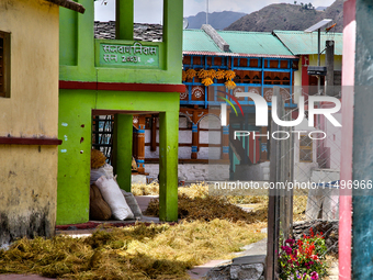 Peas are drying outside a home in the Sainji Village (Corn Village) in Mussoorie, Uttarakhand, India, on April 18, 2024. This village is fam...