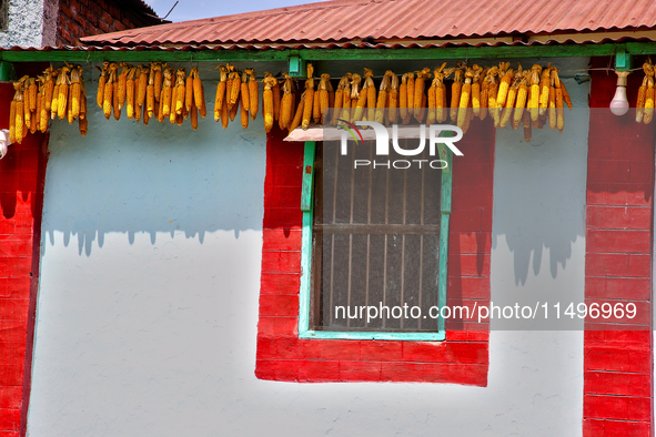 Corn is hanging outside a home in the Sainji Village (Corn Village) in Mussoorie, Uttarakhand, India, on April 18, 2024. This village is fam...