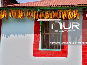 Corn is hanging outside a home in the Sainji Village (Corn Village) in Mussoorie, Uttarakhand, India, on April 18, 2024. This village is fam...