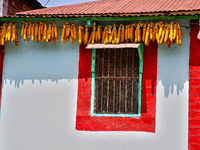 Corn is hanging outside a home in the Sainji Village (Corn Village) in Mussoorie, Uttarakhand, India, on April 18, 2024. This village is fam...