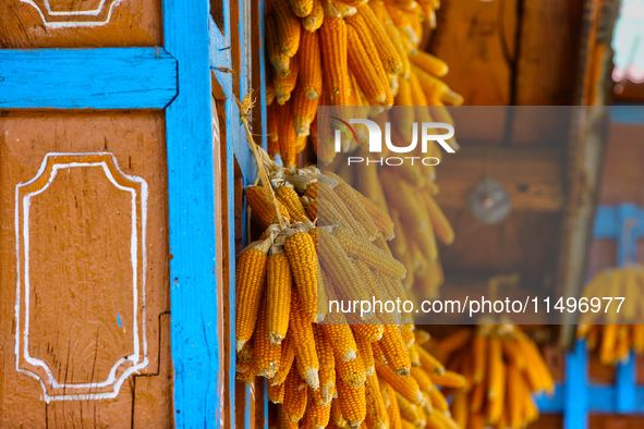 Corn is hanging outside a home in the Sainji Village (Corn Village) in Mussoorie, Uttarakhand, India, on April 18, 2024. This village is fam...