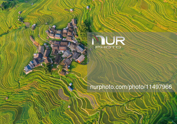 An aerial photo shows rice-ripening Kampung rice terraces in Congjiang County, Guizhou Province, China, on August 21, 2024. 