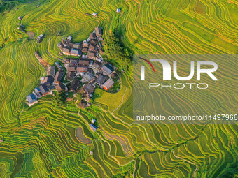 An aerial photo shows rice-ripening Kampung rice terraces in Congjiang County, Guizhou Province, China, on August 21, 2024. (