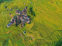 An aerial photo shows rice-ripening Kampung rice terraces in Congjiang County, Guizhou Province, China, on August 21, 2024. (