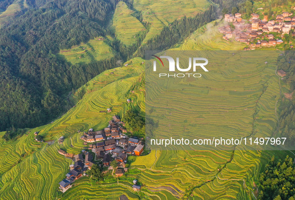 An aerial photo shows rice-ripening Kampung rice terraces in Congjiang County, Guizhou Province, China, on August 21, 2024. 