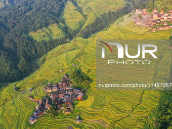 An aerial photo shows rice-ripening Kampung rice terraces in Congjiang County, Guizhou Province, China, on August 21, 2024. (