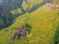 An aerial photo shows rice-ripening Kampung rice terraces in Congjiang County, Guizhou Province, China, on August 21, 2024. (