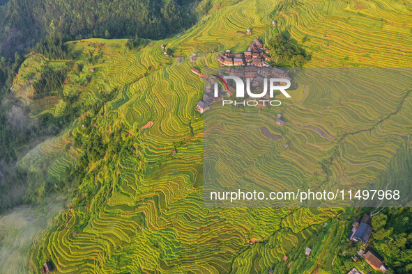 An aerial photo shows rice-ripening Kampung rice terraces in Congjiang County, Guizhou Province, China, on August 21, 2024. 