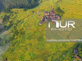 An aerial photo shows rice-ripening Kampung rice terraces in Congjiang County, Guizhou Province, China, on August 21, 2024. (