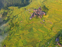 An aerial photo shows rice-ripening Kampung rice terraces in Congjiang County, Guizhou Province, China, on August 21, 2024. (