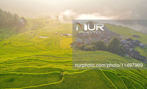 An aerial photo shows rice-ripening Kampung rice terraces in Congjiang County, Guizhou Province, China, on August 21, 2024. 