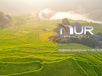 An aerial photo shows rice-ripening Kampung rice terraces in Congjiang County, Guizhou Province, China, on August 21, 2024. (