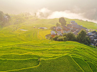 An aerial photo shows rice-ripening Kampung rice terraces in Congjiang County, Guizhou Province, China, on August 21, 2024. (