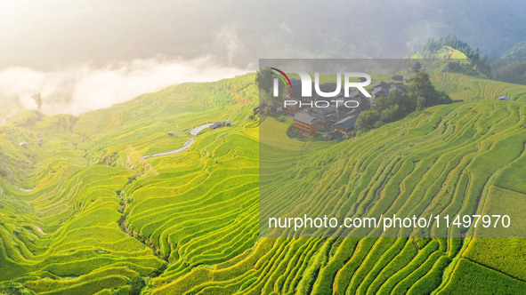 An aerial photo shows rice-ripening Kampung rice terraces in Congjiang County, Guizhou Province, China, on August 21, 2024. 