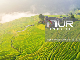 An aerial photo shows rice-ripening Kampung rice terraces in Congjiang County, Guizhou Province, China, on August 21, 2024. (