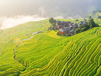 An aerial photo shows rice-ripening Kampung rice terraces in Congjiang County, Guizhou Province, China, on August 21, 2024. (