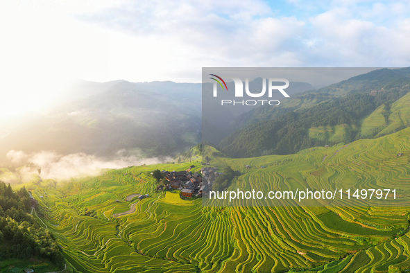 An aerial photo shows rice-ripening Kampung rice terraces in Congjiang County, Guizhou Province, China, on August 21, 2024. 