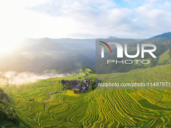 An aerial photo shows rice-ripening Kampung rice terraces in Congjiang County, Guizhou Province, China, on August 21, 2024. (