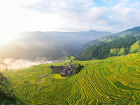 An aerial photo shows rice-ripening Kampung rice terraces in Congjiang County, Guizhou Province, China, on August 21, 2024. (