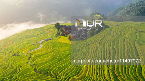 An aerial photo shows rice-ripening Kampung rice terraces in Congjiang County, Guizhou Province, China, on August 21, 2024. 