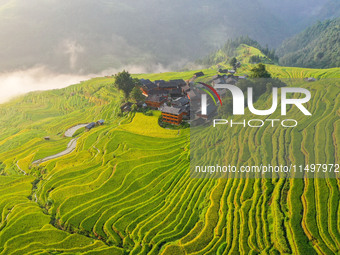 An aerial photo shows rice-ripening Kampung rice terraces in Congjiang County, Guizhou Province, China, on August 21, 2024. (