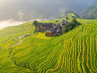 An aerial photo shows rice-ripening Kampung rice terraces in Congjiang County, Guizhou Province, China, on August 21, 2024. (