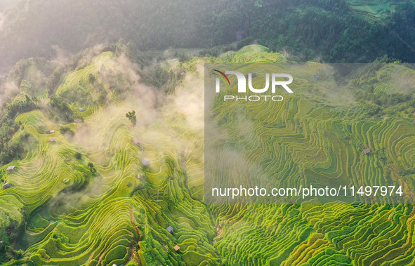 An aerial photo shows rice-ripening Kampung rice terraces in Congjiang County, Guizhou Province, China, on August 21, 2024. 