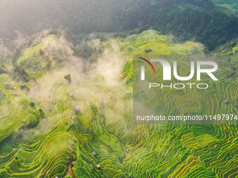 An aerial photo shows rice-ripening Kampung rice terraces in Congjiang County, Guizhou Province, China, on August 21, 2024. (