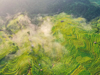 An aerial photo shows rice-ripening Kampung rice terraces in Congjiang County, Guizhou Province, China, on August 21, 2024. (