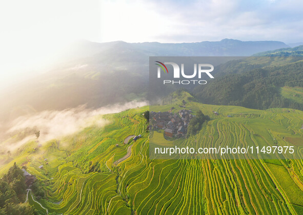 An aerial photo shows rice-ripening Kampung rice terraces in Congjiang County, Guizhou Province, China, on August 21, 2024. 