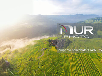 An aerial photo shows rice-ripening Kampung rice terraces in Congjiang County, Guizhou Province, China, on August 21, 2024. (