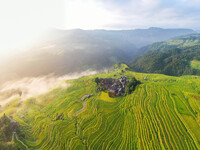 An aerial photo shows rice-ripening Kampung rice terraces in Congjiang County, Guizhou Province, China, on August 21, 2024. (