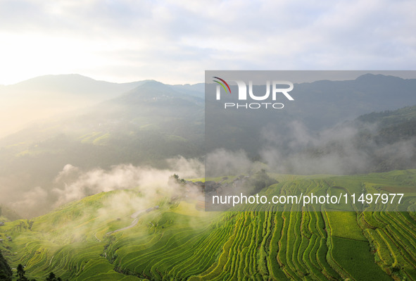 An aerial photo shows rice-ripening Kampung rice terraces in Congjiang County, Guizhou Province, China, on August 21, 2024. 