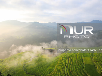 An aerial photo shows rice-ripening Kampung rice terraces in Congjiang County, Guizhou Province, China, on August 21, 2024. (