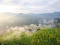 An aerial photo shows rice-ripening Kampung rice terraces in Congjiang County, Guizhou Province, China, on August 21, 2024. (