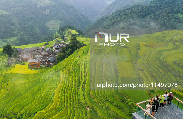 An aerial photo shows rice-ripening Kampung rice terraces in Congjiang County, Guizhou Province, China, on August 21, 2024. 