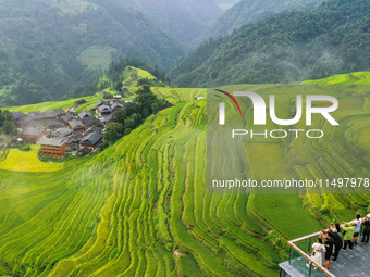 An aerial photo shows rice-ripening Kampung rice terraces in Congjiang County, Guizhou Province, China, on August 21, 2024. (