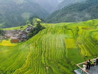 An aerial photo shows rice-ripening Kampung rice terraces in Congjiang County, Guizhou Province, China, on August 21, 2024. (