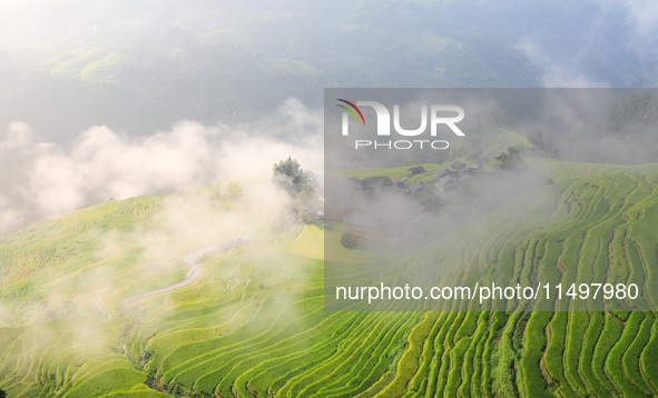 An aerial photo shows rice-ripening Kampung rice terraces in Congjiang County, Guizhou Province, China, on August 21, 2024. 