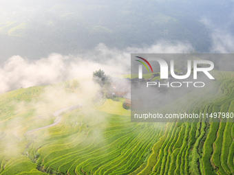 An aerial photo shows rice-ripening Kampung rice terraces in Congjiang County, Guizhou Province, China, on August 21, 2024. (