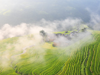 An aerial photo shows rice-ripening Kampung rice terraces in Congjiang County, Guizhou Province, China, on August 21, 2024. (