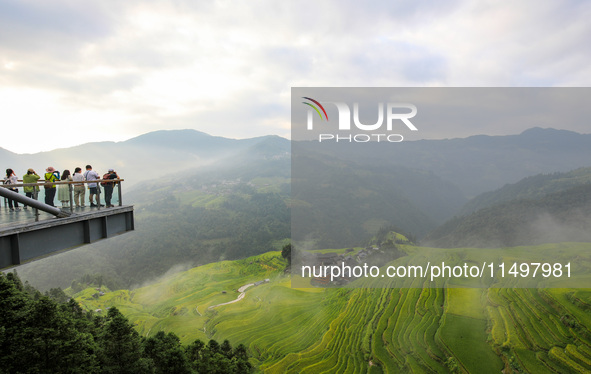 An aerial photo shows rice-ripening Kampung rice terraces in Congjiang County, Guizhou Province, China, on August 21, 2024. 