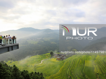 An aerial photo shows rice-ripening Kampung rice terraces in Congjiang County, Guizhou Province, China, on August 21, 2024. (